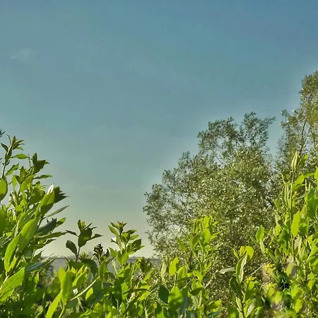 Gelsomino Испика